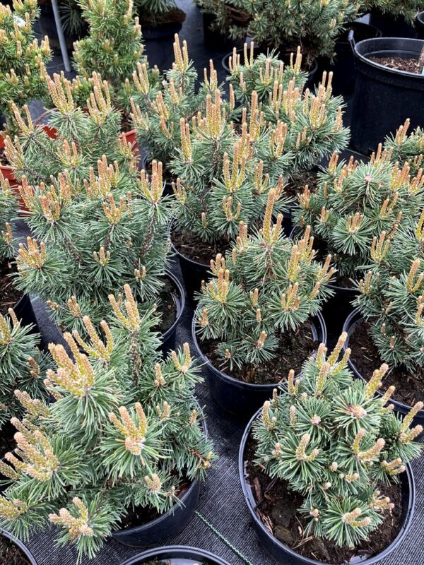 Pinus mugo 'Heinis Triumph' - Image 2
