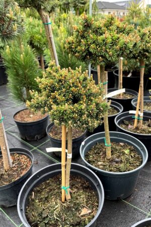 Pinus mugo 'Kaka'