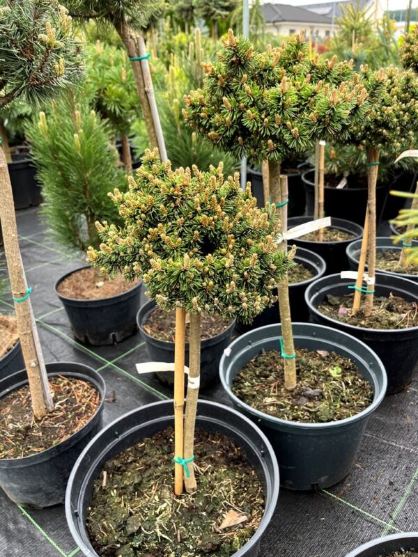 Pinus mugo 'Kaka'