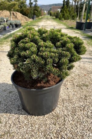 Pinus mugo 'Sherwood Compact'