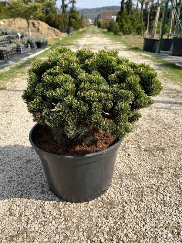 Pinus mugo 'Sherwood Compact'