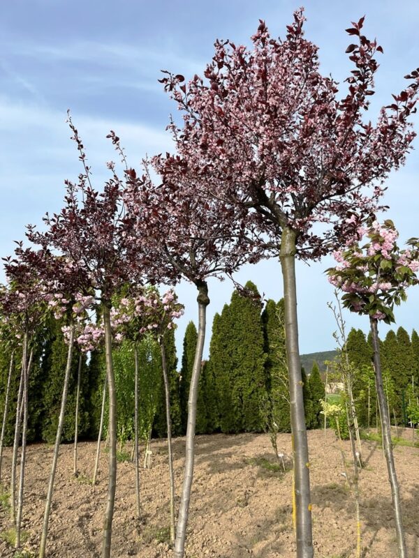 Prunus cistena
