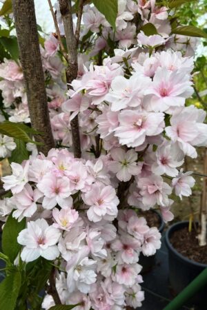 Prunus serrulata 'Amanogawa'