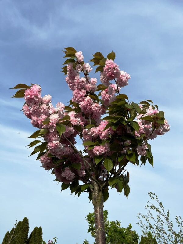 Prunus serrulata 'Kanzan'