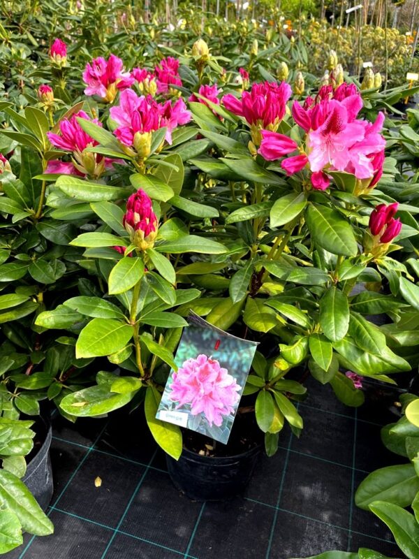 Rhododendron 'Cosmopolitan' - Image 2