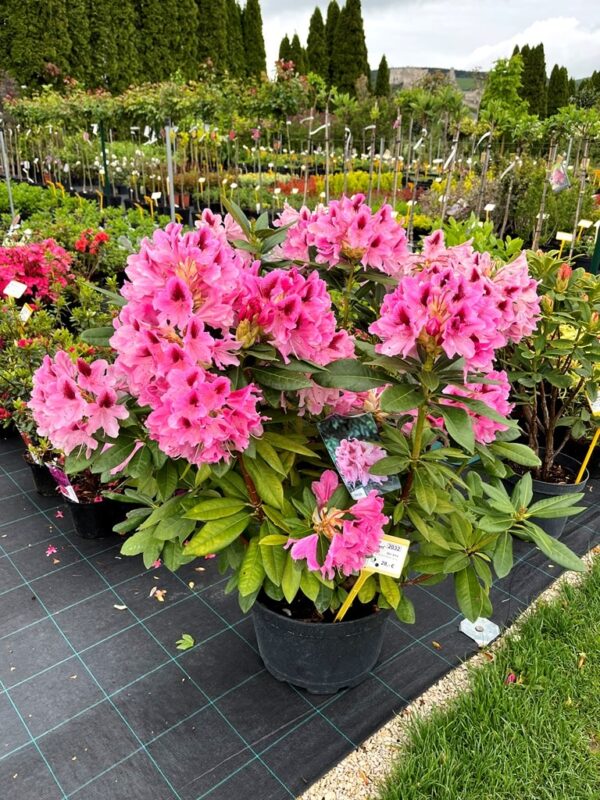 Rhododendron 'Cosmopolitan'