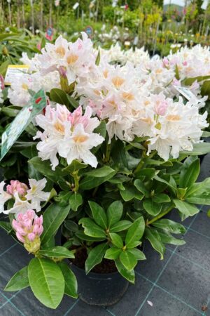 Rhododendron 'Cunningham's White'