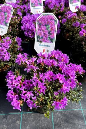 Rhododendron 'Frost Hexe'