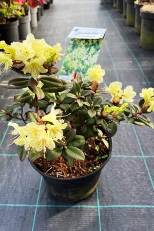Rhododendron 'Princess Anne'