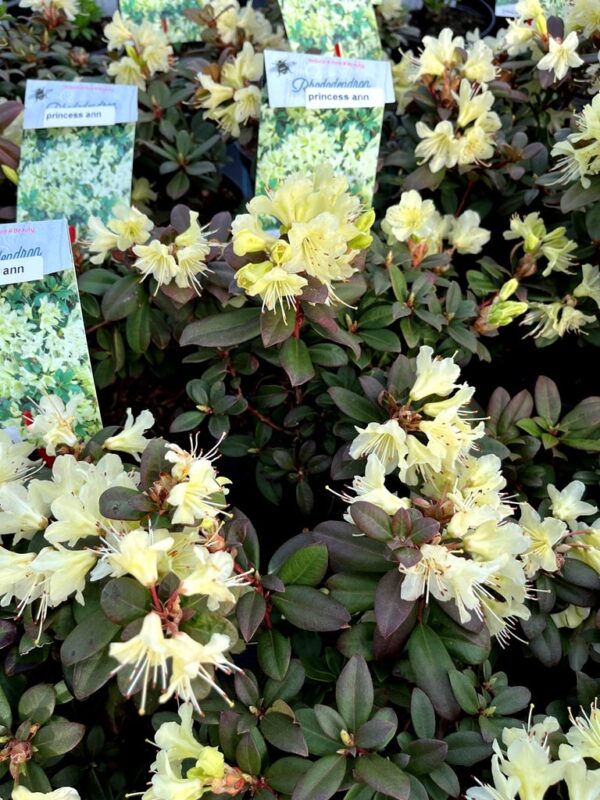Rhododendron 'Princess Anne' - Image 2