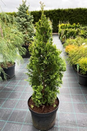 Thuja occidentalis 'Degroot's Spire'