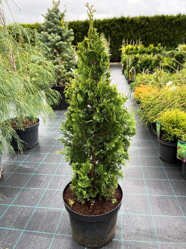 Thuja occidentalis 'Degroot's Spire'