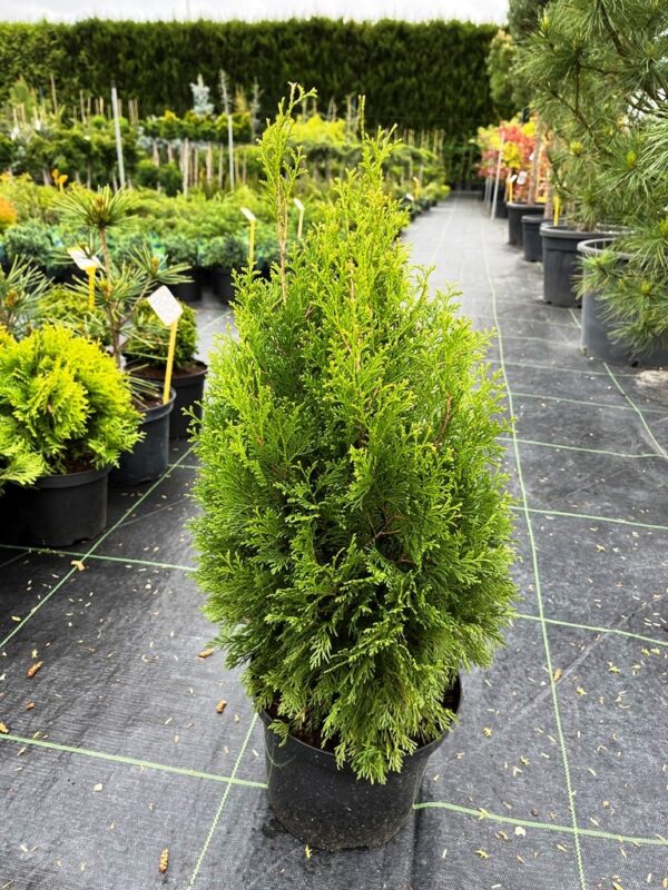 Thuja occidentalis 'Miky'