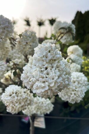 Viburnum 'Eskimo'