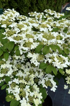 Viburnum plicatum 'Watanabe'