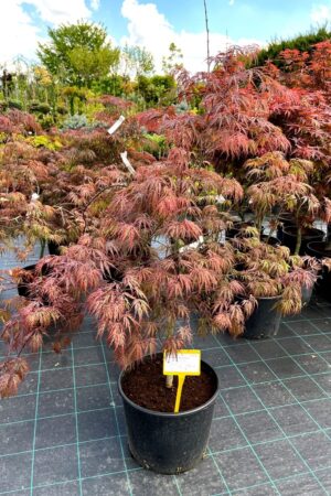 Acer palmatum 'Inaba Shidare'