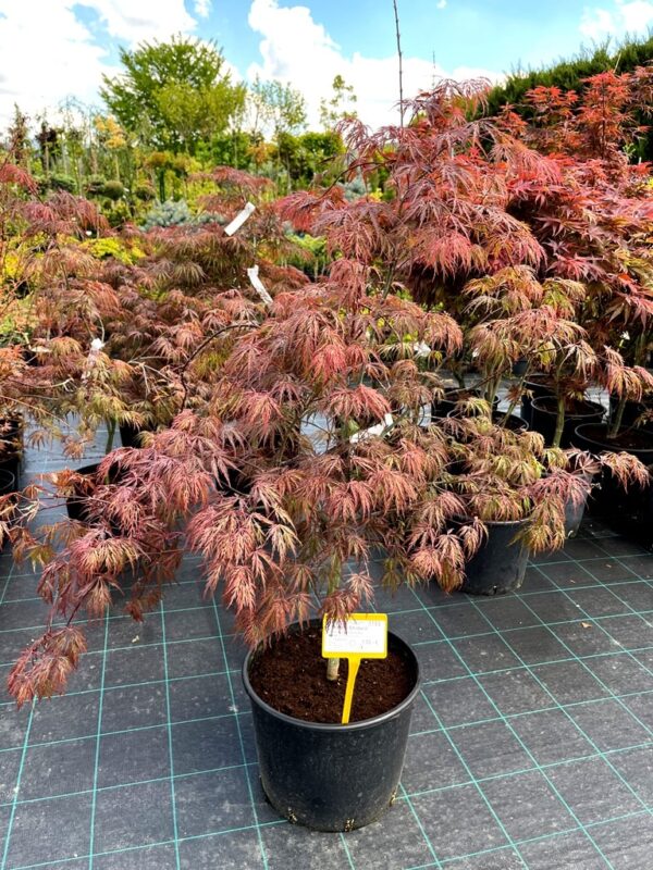Acer palmatum 'Inaba Shidare'