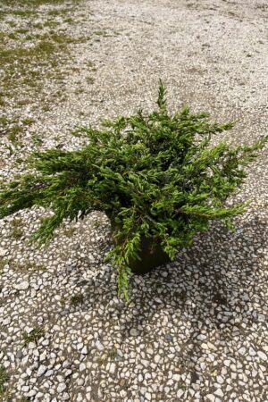 Juniperus communis 'Repanda'