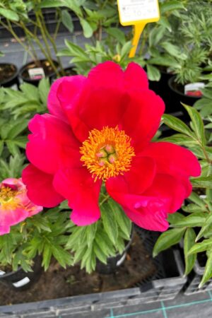 Paeonia lactiflora (sorty)