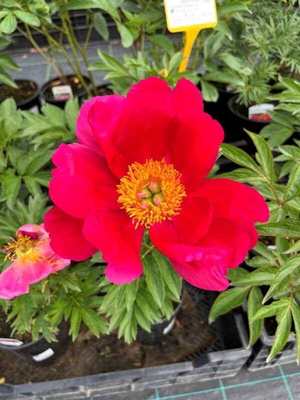 Paeonia lactiflora (sorty)