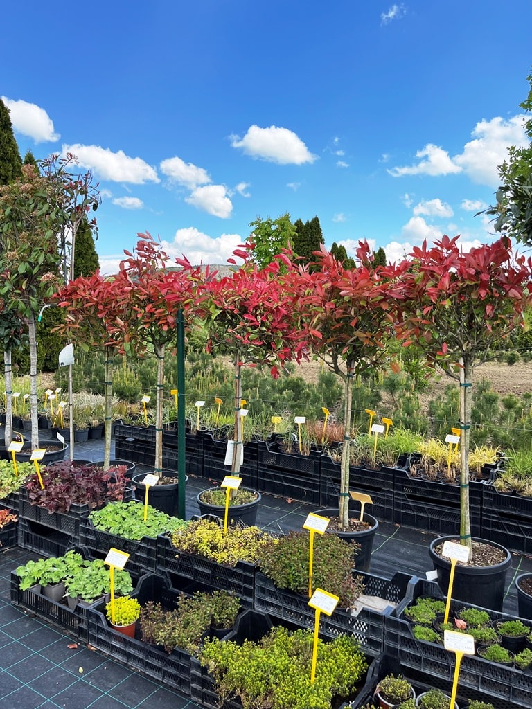 Photinia fraseri 'Pink Marble' - kmeň – Obrázok 3
