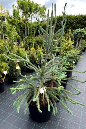 Picea engelmannii 'Snake'