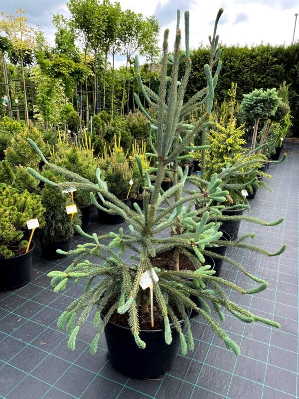 Picea engelmannii 'Snake'