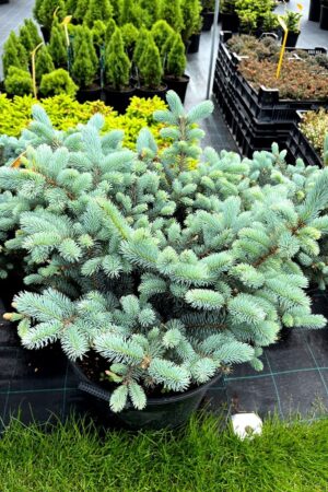 Picea pungens 'Glauca Globosa'