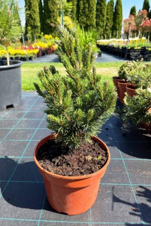 Pinus mugo 'Liliput'