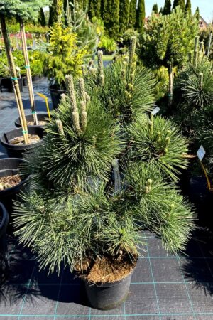 Pinus thunbergii 'Thunderhead'