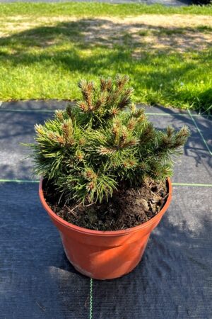 Pinus uncinata 'Grune Welle'