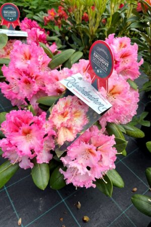 Rhododendron 'Bohlkens Kronjuwel'