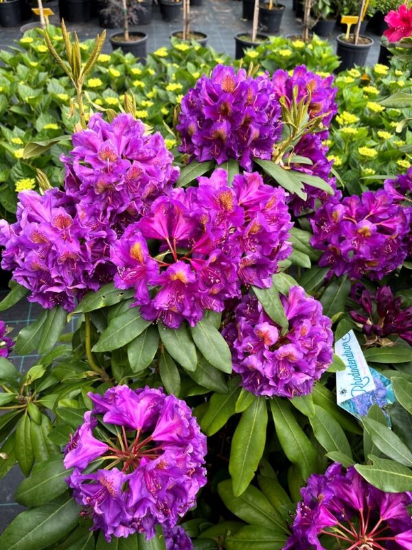 Rhododendron 'Marcel Menard'