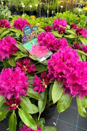 Rhododendron 'Old Port'