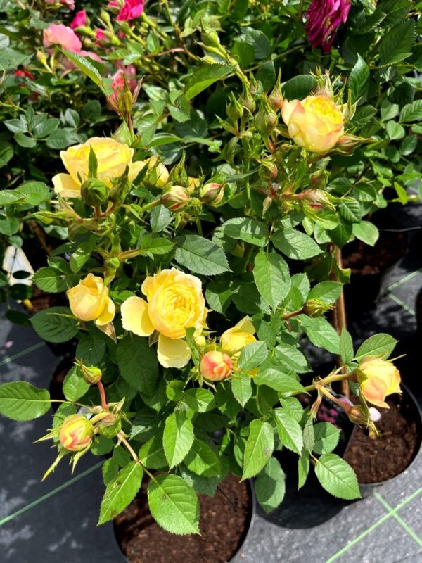 ROSA - kmeň - Image 3