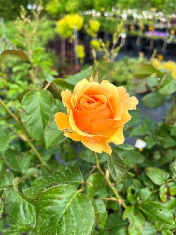 ROSA - kmeň - Image 8