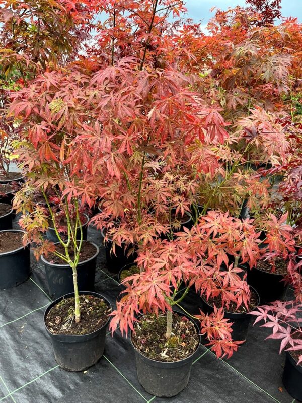 Acer palmatum 'Fior d'Arancio'