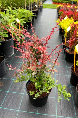 Berberis thunbergii 'Harlequin'