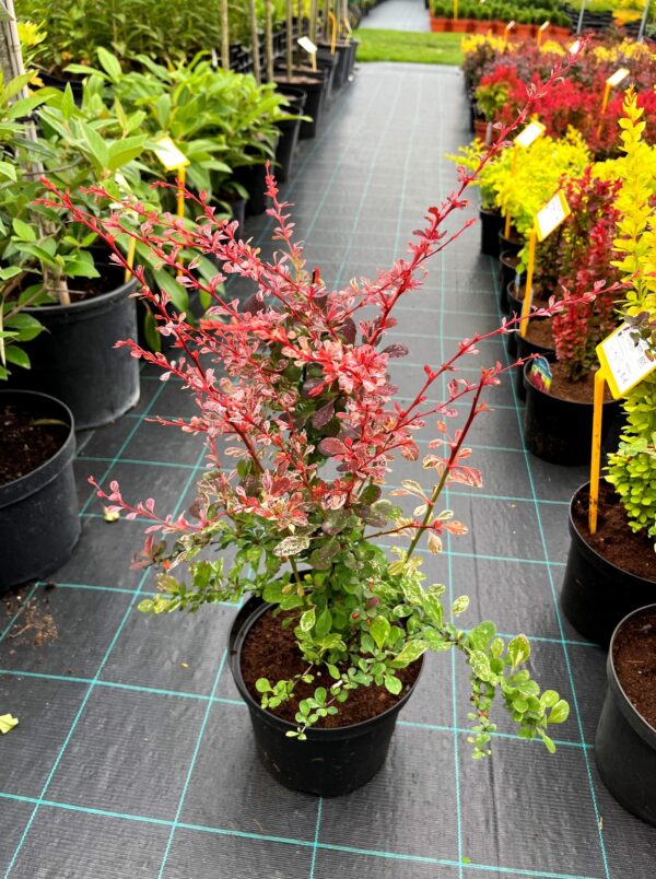 Berberis thunbergii 'Harlequin'