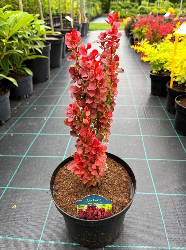 Berberis thunbergii 'Red Tower'