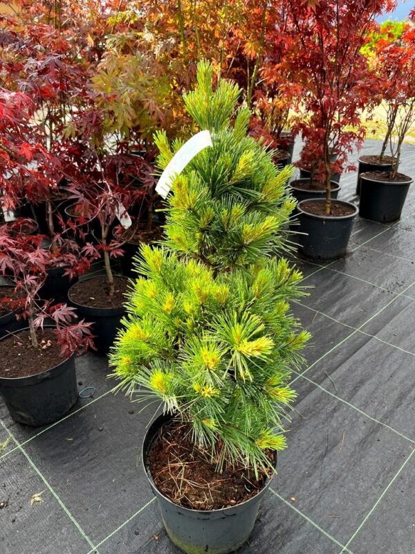 Pinus flexilis 'Pygmea'
