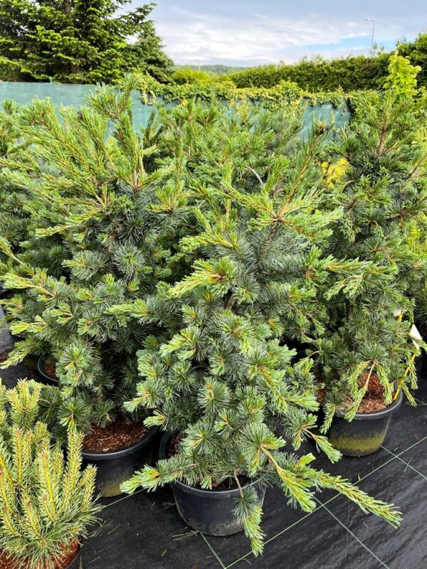 Pinus parviflora 'Negishi' - Image 2