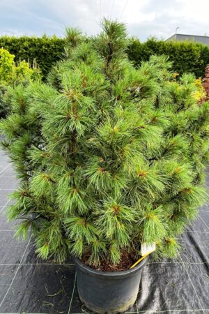 Pinus pumila 'Chlorocarpa'