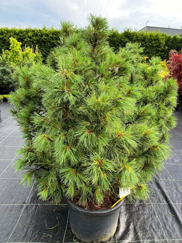 Pinus pumila 'Chlorocarpa'
