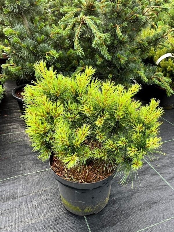 Pinus strobus 'Blue Shag'