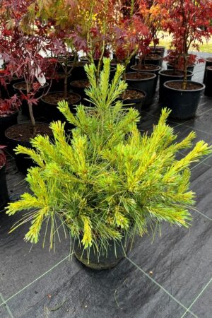 Pinus strobus 'Radiata'
