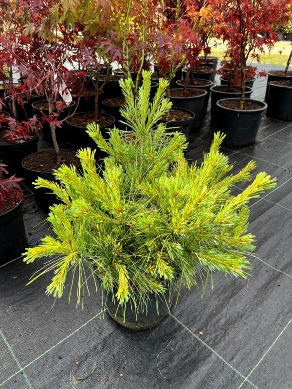 Pinus strobus 'Radiata'