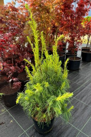 Pinus strobus 'Torulosa'