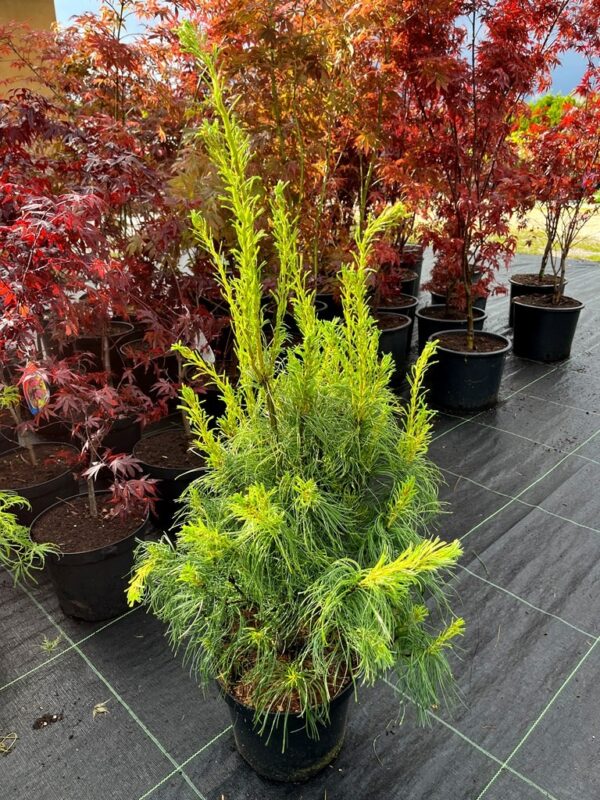 Pinus strobus 'Torulosa'