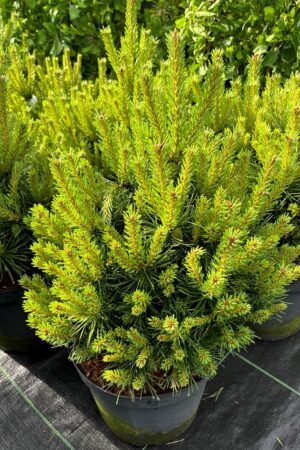 Pinus sylvestris 'Sandringham'